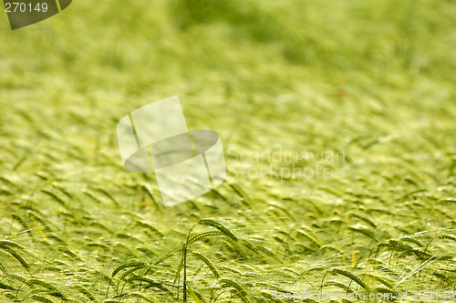 Image of Corn