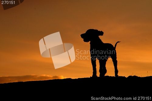 Image of Sunset dog