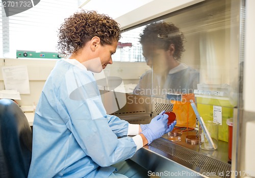 Image of Female Scientist Experimenting In Laboratory