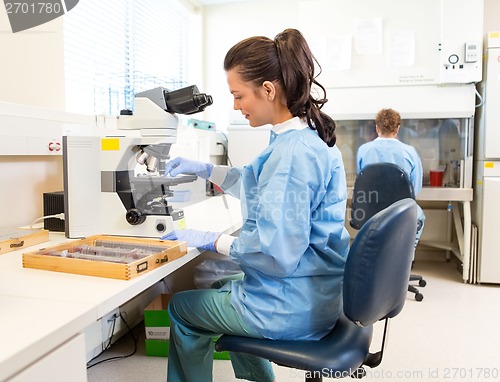 Image of Scientist Working In Laboratory