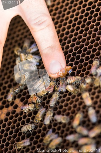 Image of Beekeeper Feeding Honey to Bees