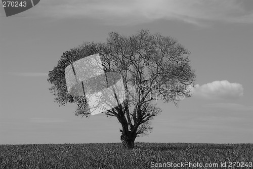 Image of Lone tree in a field