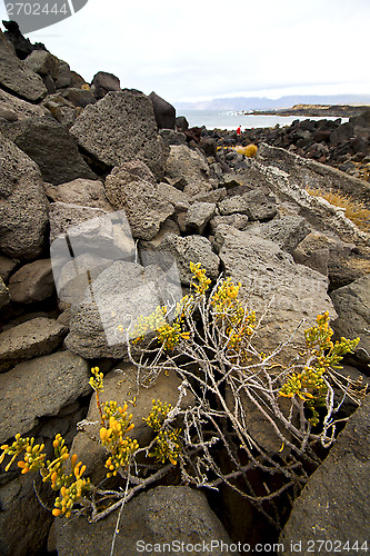 Image of flower abstract pond water coastline salt in  lanzarote spain 