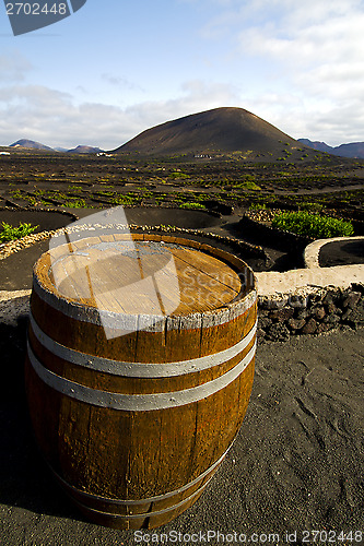 Image of  grapes wall crops  cultivation barrel