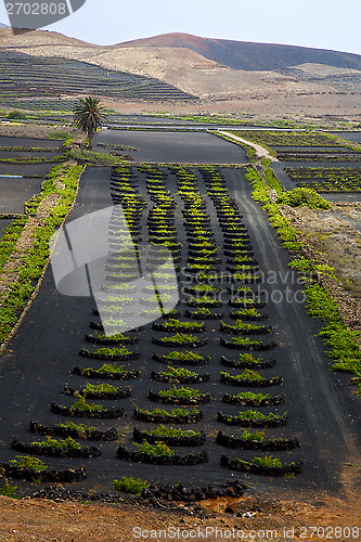 Image of lanzarote spain la geria vine screw 