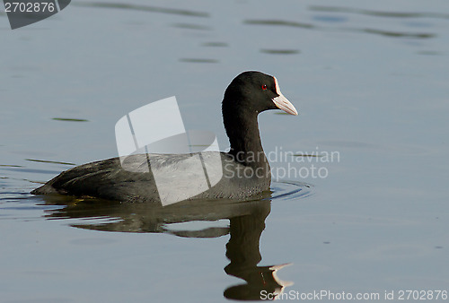 Image of Common Coot