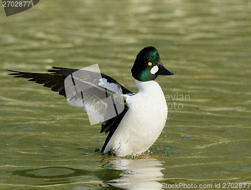 Image of Goldeneye