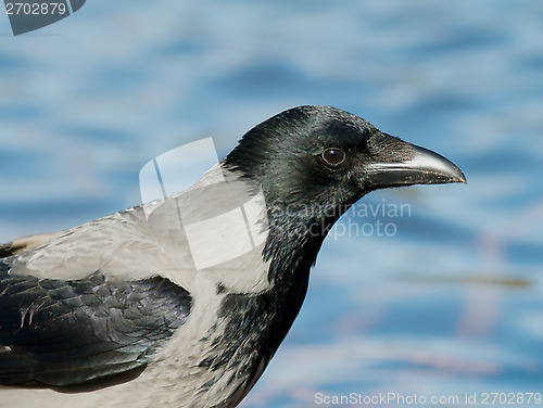 Image of Hooded Crow