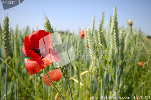 Image of Red poppy