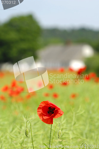 Image of Poppy and farm