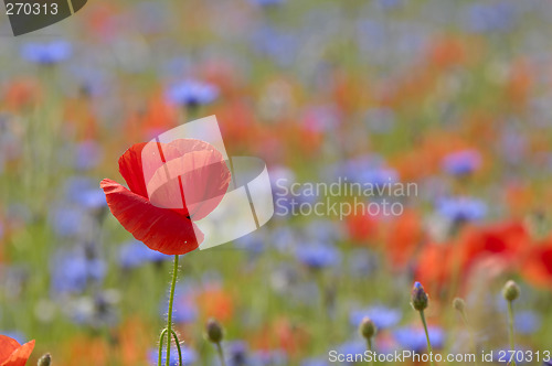 Image of red poppy