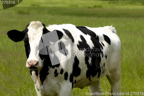 Image of Cow