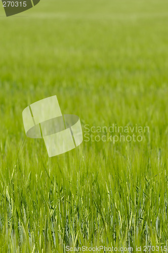 Image of Green field