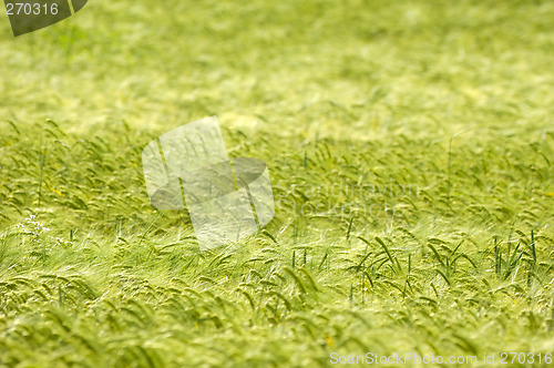 Image of Corn pattern