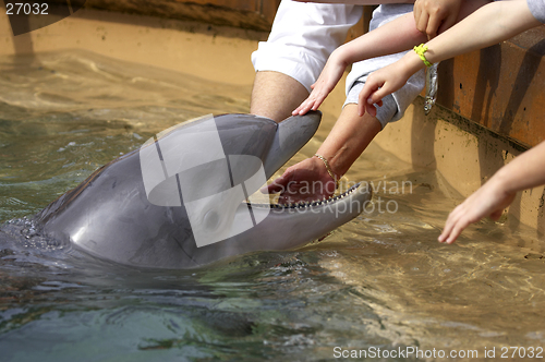 Image of touching dolphin at seaworld orlando florida