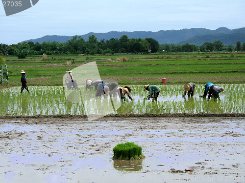 Image of Women in a rice plantation