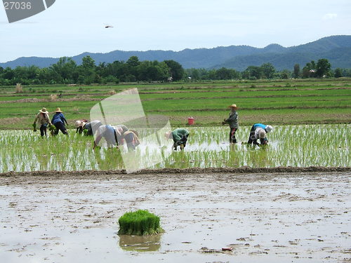 Image of Rice plantation