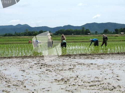 Image of Asian rice plantation
