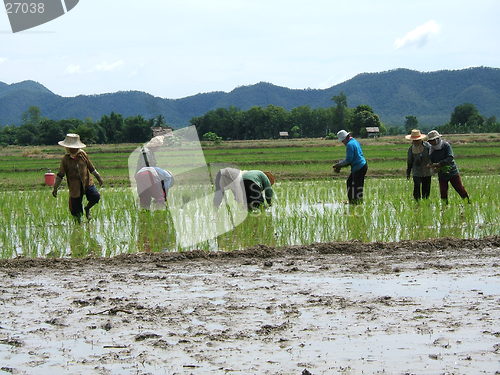 Image of Asian rice plantation