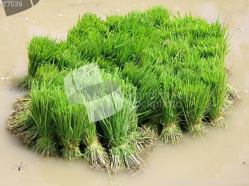 Image of Rice plants