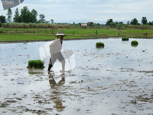 Image of Rice plantation