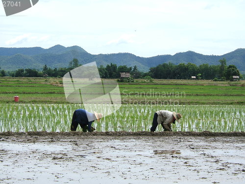 Image of Rice plantation