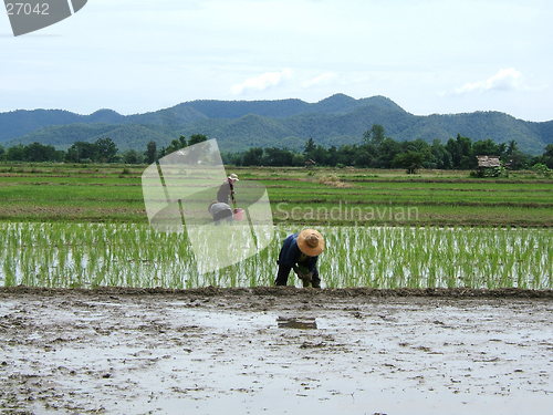Image of Rice plantation