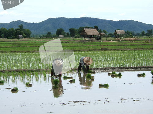 Image of Rice plantation