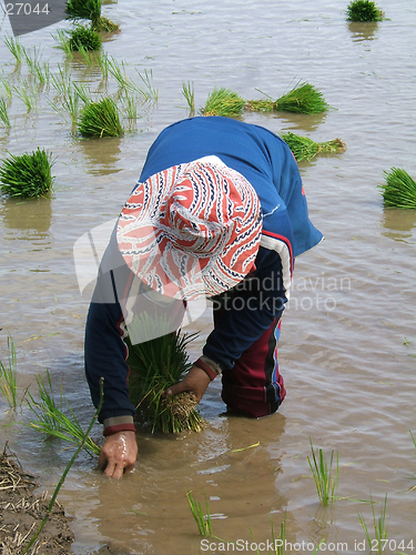 Image of Woman at work in a rice plantation