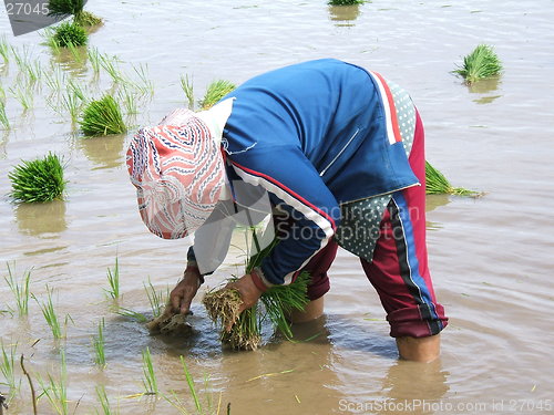 Image of Rice plantation