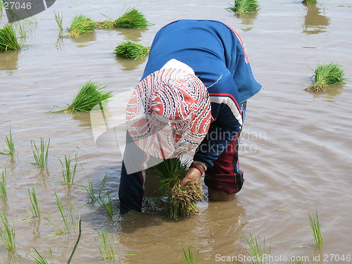 Image of Rice plantation