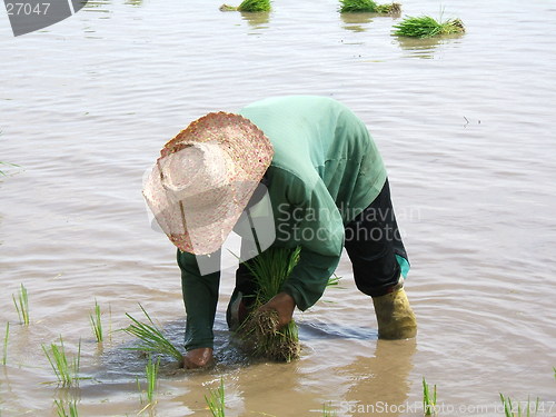 Image of Rice plantation