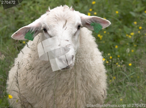 Image of Sheep