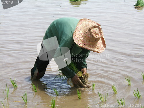 Image of Rice plantation