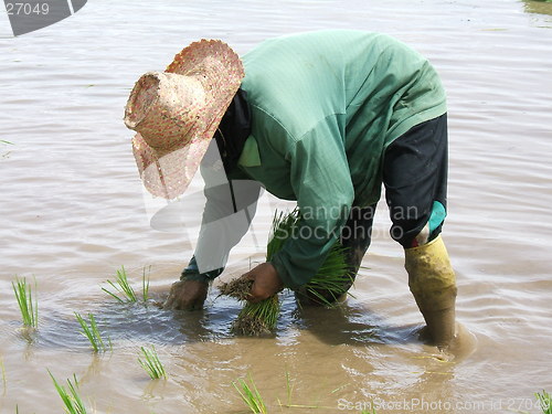 Image of Rice plantation