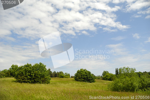 Image of Trees