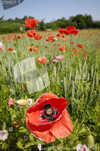 Image of Red poppy