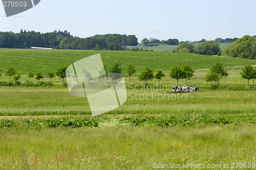 Image of Landscape and cows