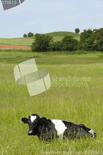 Image of Cow resting