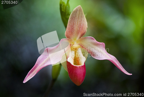 Image of Orchid