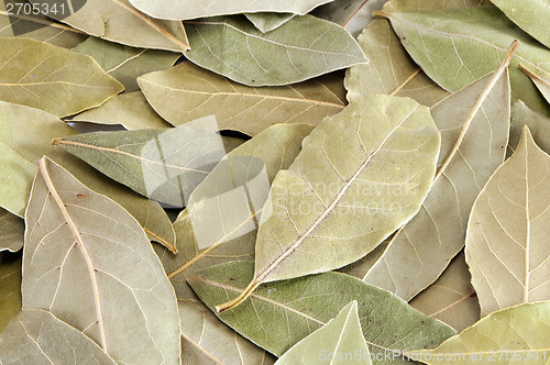 Image of Bay leaf