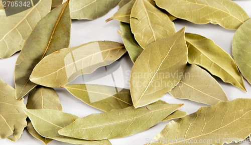 Image of Bay leaf