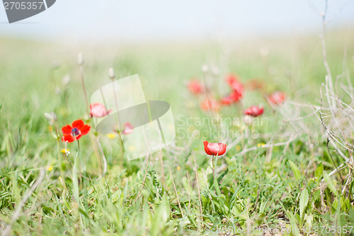 Image of Spring flowers - red on green