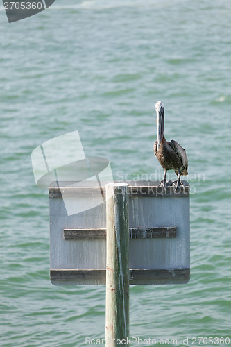 Image of Florida Pelican