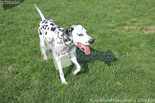 Image of Dalmatian dog