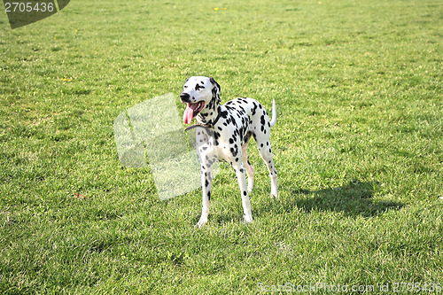 Image of Dalmatian dog