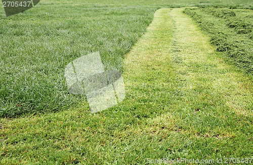 Image of Track cut grass