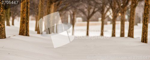 Image of snow covered sidewalk alley with trees in winter