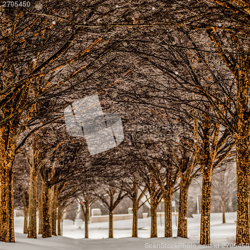 Image of snow covered sidewalk alley with trees in winter