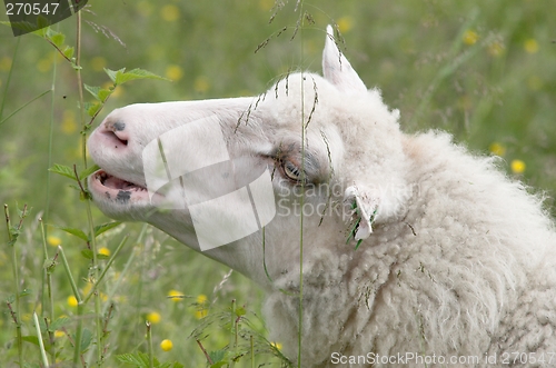 Image of Sheep